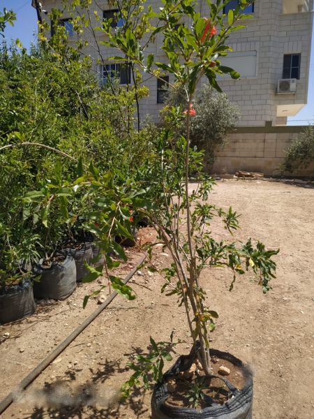 Picture of Pomegranate Tree